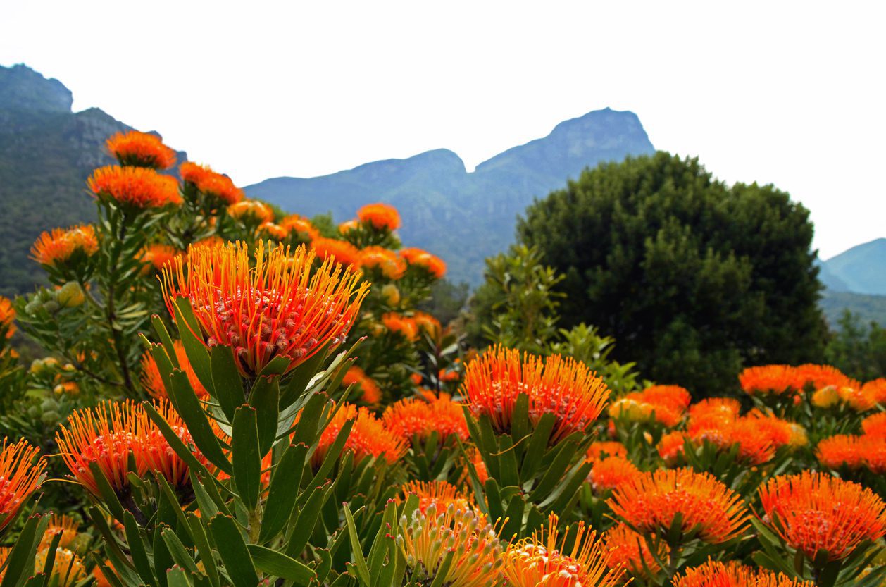 Erfenisgebiede van Suid-Afrika - Weet